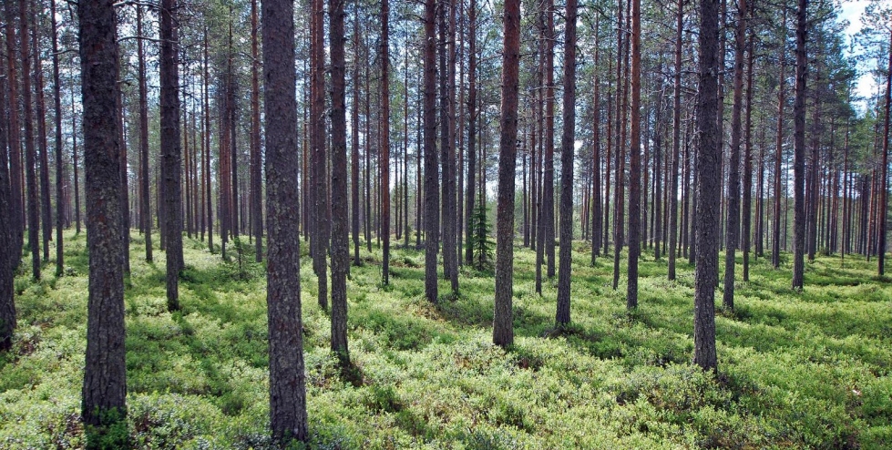 KaiCell Fibers
